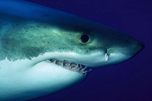 Shark Viewing, Cage Diving, Halifax, NS
